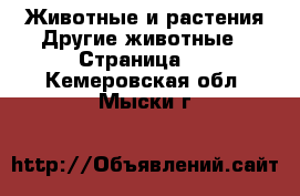 Животные и растения Другие животные - Страница 2 . Кемеровская обл.,Мыски г.